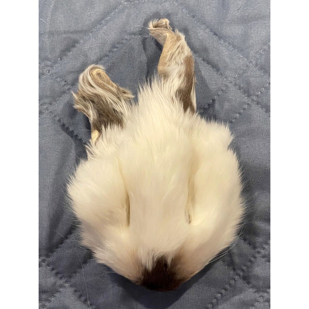 Genuine Rabbit Face Pelt White Brown Real Fur Taxidermy Oddities Curios Craft